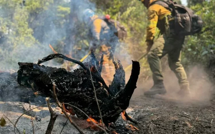 Brigadistas cordobeses trabajando en el Parque Nacional Los Alerces