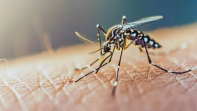 Imagen de un mosquito Aedes aegypti, transmisor del dengue, chikungunya y zika