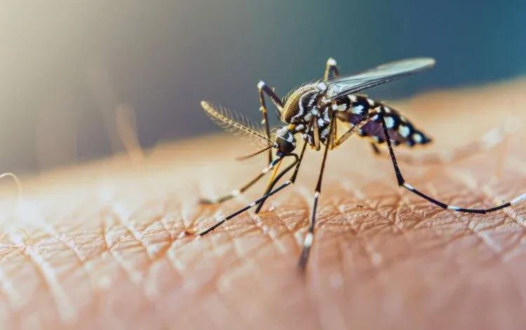 Imagen de un mosquito Aedes aegypti, transmisor del dengue, chikungunya y zika