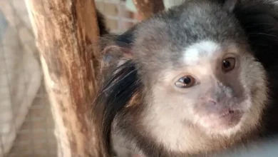Monos tití pincel negro rescatados por la Policía Ambiental