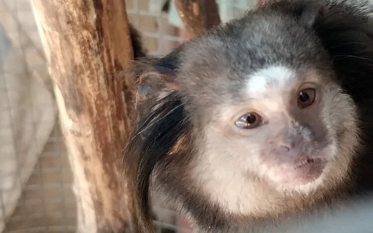 Monos tití pincel negro rescatados por la Policía Ambiental