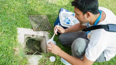 Imagen de un mosquito Aedes aegypti, vector del dengue, zika y chikungunya