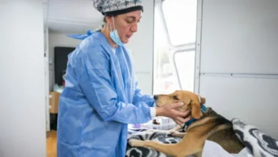 Mascotas en una clínica veterinaria