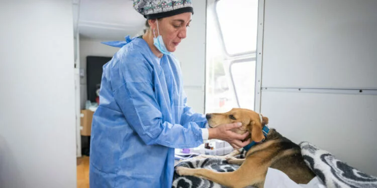 Mascotas en una clínica veterinaria