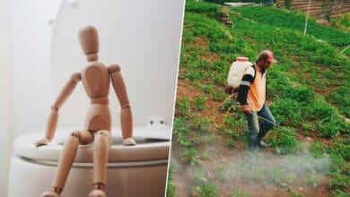 Imagen de un campo de trigo con un tractor en el fondo