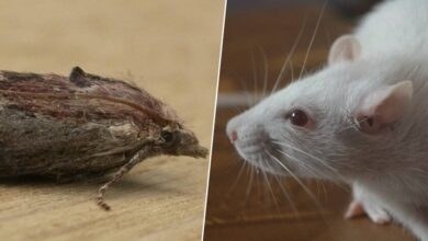 Larvas de polilla de la cena modificadas genéticamente