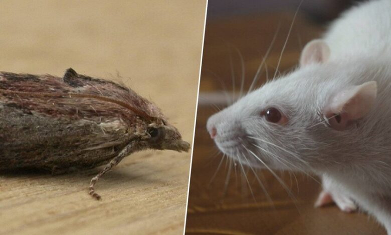 Larvas de polilla de la cena modificadas genéticamente