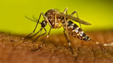 Personal de salud aplicando vacunas contra el dengue en un centro de salud de Córdoba