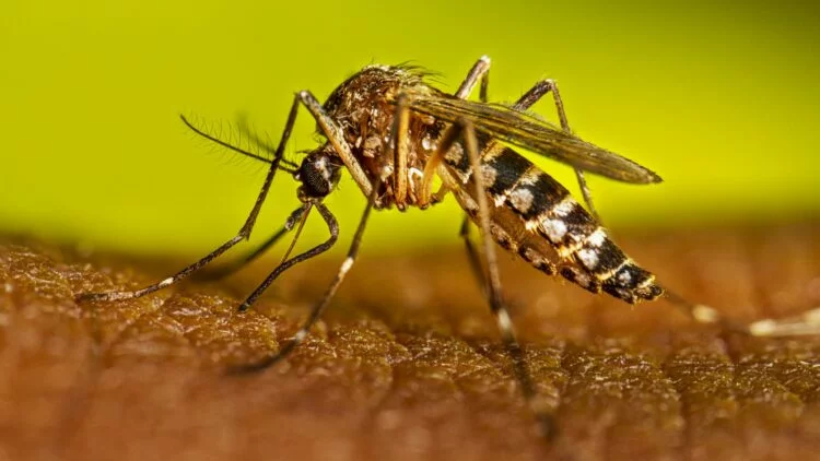 Personal de salud aplicando vacunas contra el dengue en un centro de salud de Córdoba