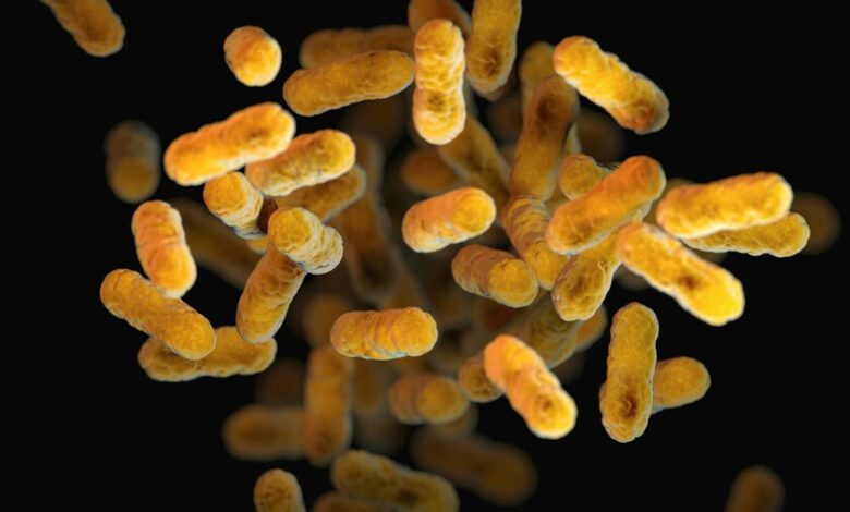 Bacterias de la fiebre tifoidea