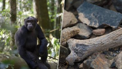 Fémur fosilizado en Bulgaria