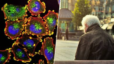 Células rejuvenecidas gracias a la proteína AP2A1