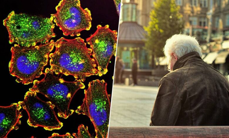 Células rejuvenecidas gracias a la proteína AP2A1