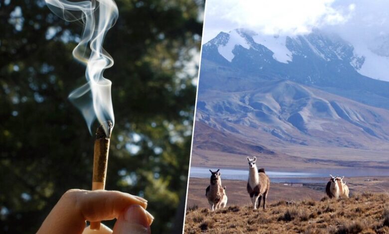 La pipa de hueso de puma en la Puna de Jujuy