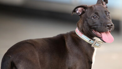 Una perra bull terrier sentada en un parque