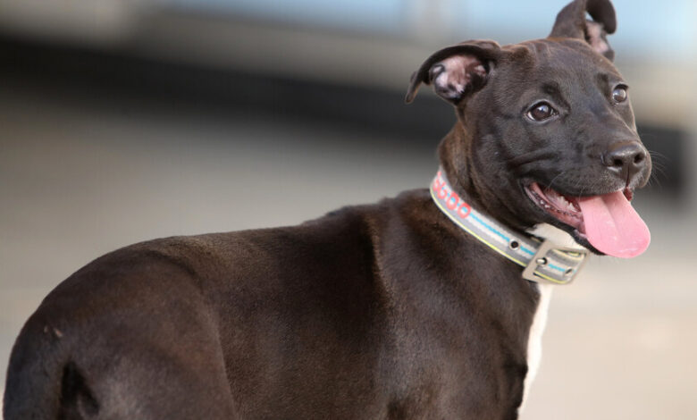 Una perra bull terrier sentada en un parque