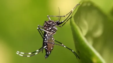 Imagen de un mosquito Aedes aegypti, vector del dengue