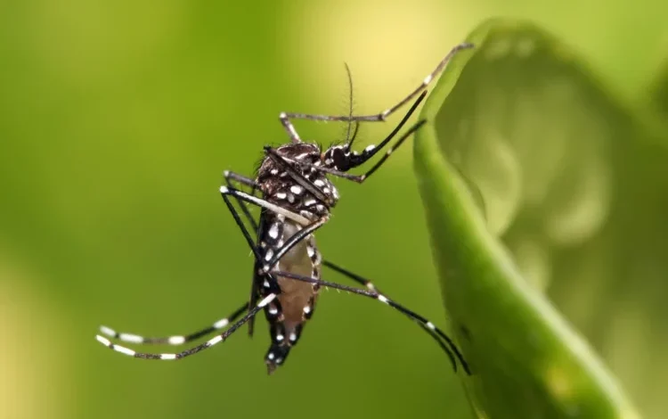 Imagen de un mosquito Aedes aegypti, vector del dengue