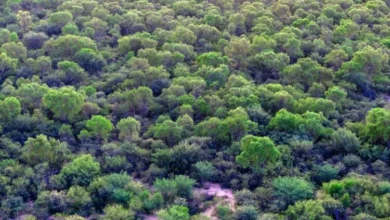 Bosque nativo en Córdoba, Argentina, con árboles y una vista panorámica