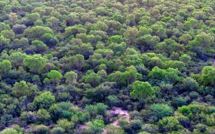 Bosque nativo en Córdoba, Argentina, con árboles y una vista panorámica