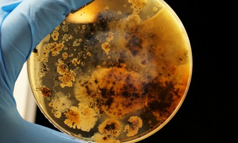 Hongos resistentes, superhongos, crisis de la salud pública