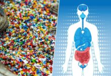 Microplásticos en nuestro intestino