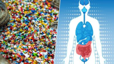 Microplásticos en nuestro intestino