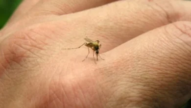 Imagen de un mosquito Aedes aegypti, vector de transmisión del chikungunya