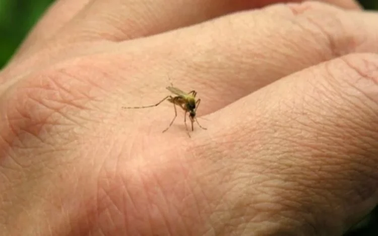 Imagen de un mosquito Aedes aegypti, vector de transmisión del chikungunya