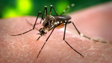 Imagen de un mosquito, vector del virus del chikungunya