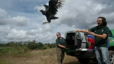 Animales silvestres siendo liberados en su hábitat natural