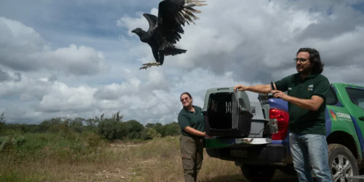 Animales silvestres siendo liberados en su hábitat natural