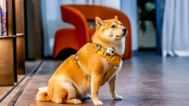 Dispositivo PettiChat para la comunicación con mascotas