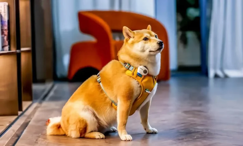 Dispositivo PettiChat para la comunicación con mascotas