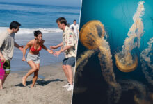 Imagen de una medusa en la playa