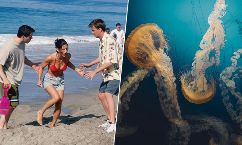 Imagen de una medusa en la playa