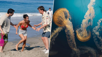 Una medusa en el mar, con un hombre en el fondo que se aleja rápidamente