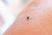 Mosquito tigre, vector del dengue y el zika