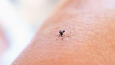 Mosquito tigre, vector del dengue y el zika