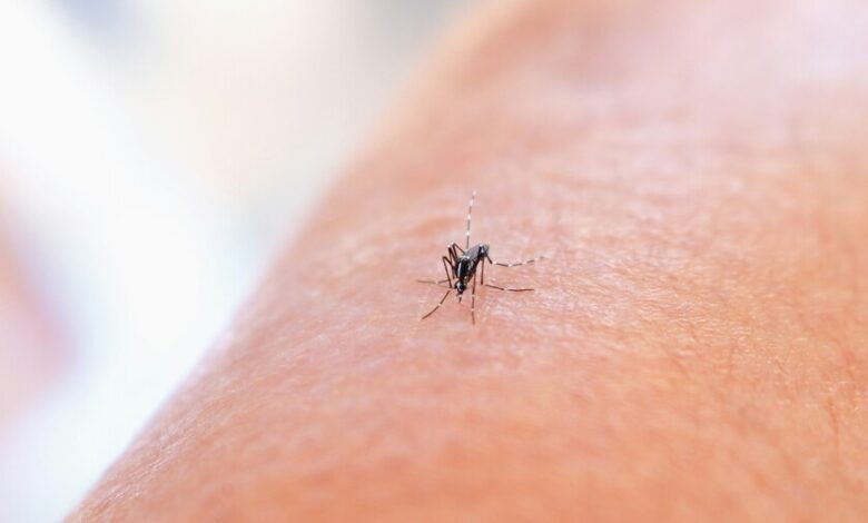 Mosquito tigre, vector del dengue y el zika