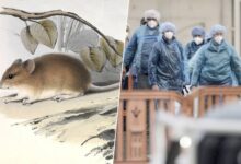 Un ratón colilargo, el principal reservorio del hantavirus Andes