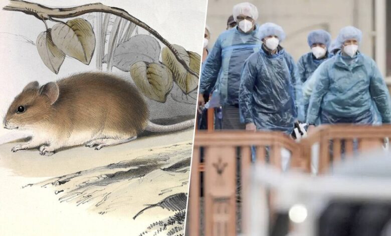 Un ratón colilargo, el principal reservorio del hantavirus Andes