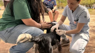 Mascotas siendo vacunadas contra la rabia en un centro de vacunación