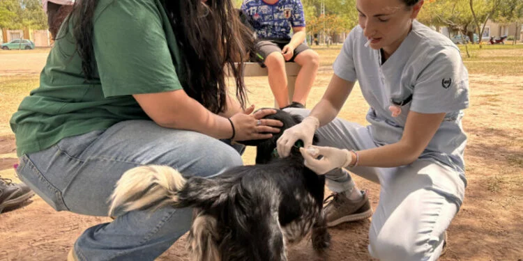 Mascotas siendo vacunadas contra la rabia en un centro de vacunación