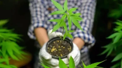 Una imagen de una planta de marihuana