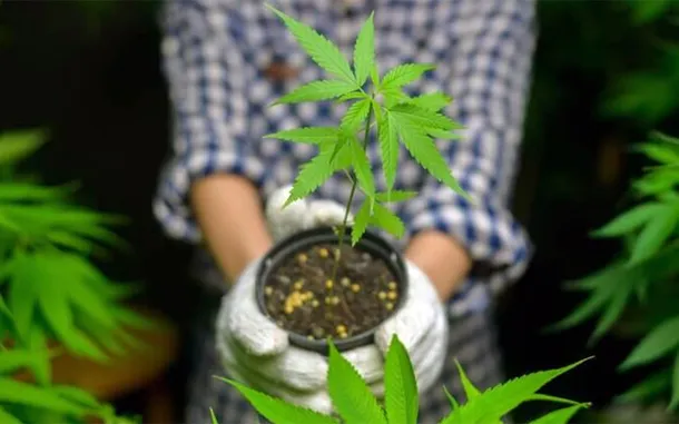 Una imagen de una planta de marihuana