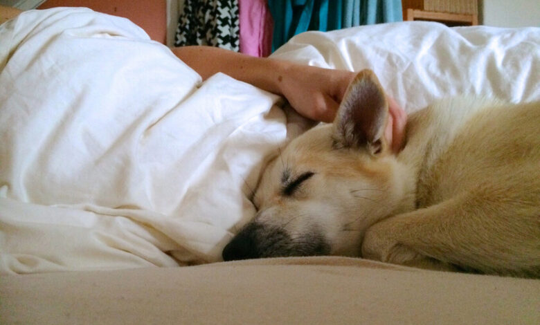 Persona acostada con su perro en la cama