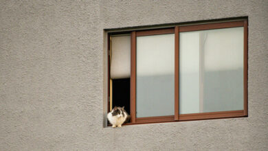 Un gato sentado en el regazo de una persona, con una expresión de felicidad y relajación.