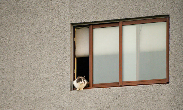 Un gato sentado en el regazo de una persona, con una expresión de felicidad y relajación.