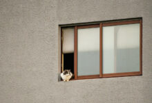 Una persona acariciando a un gato en la calle